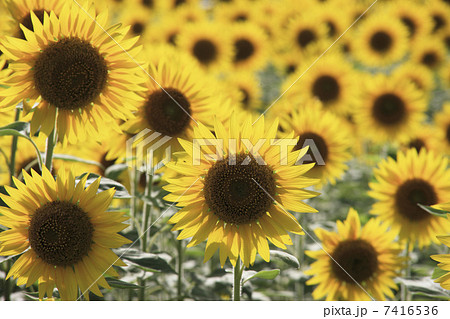 ひまわり畑 7416536