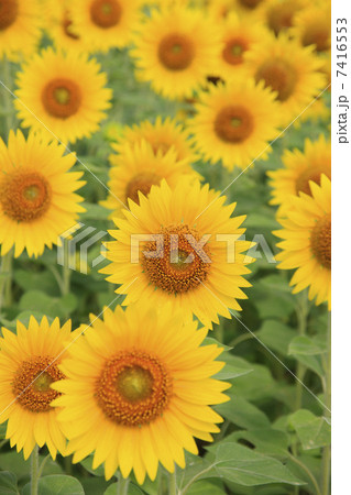 ひまわり畑 7416553