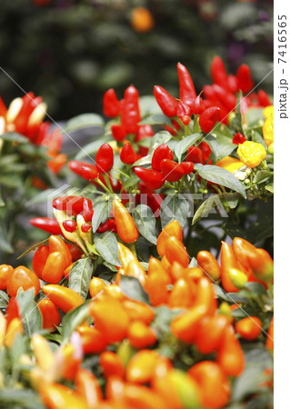 五色トウガラシ 五色トウガラシ 7416565