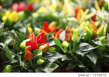 五色トウガラシ 7416678