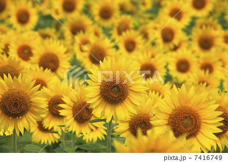 ひまわり畑 7416749