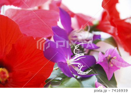 南国の花 7416939
