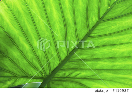 クワズイモの葉 クワズイモの葉 7416987