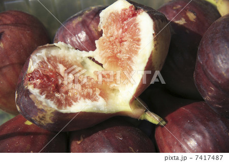 イチジク イチジク 7417487