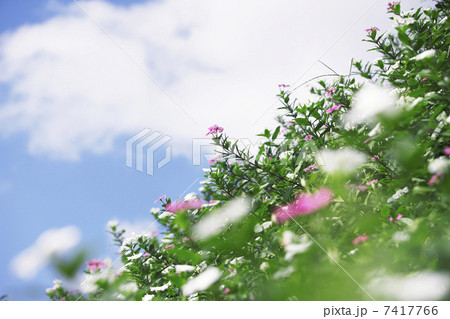 ニチニチソウ ニチニチソウ 7417766