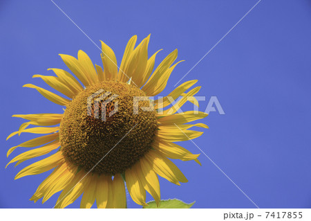 ヒマワリ 7417855