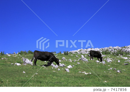 四国カルストの牧場 7417856