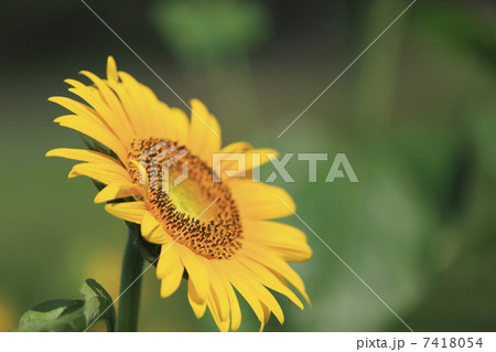 ヒマワリ 7418054
