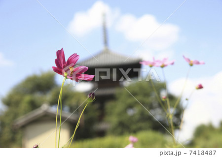 法起寺とコスモス 法起寺とコスモス 7418487
