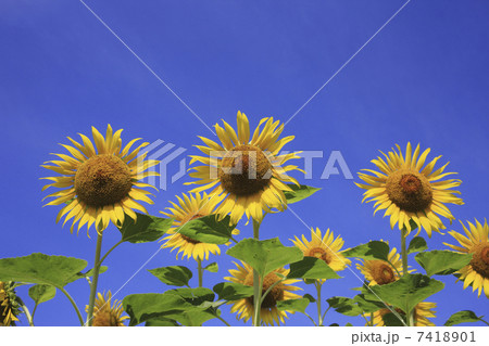 ヒマワリ ヒマワリ 7418901