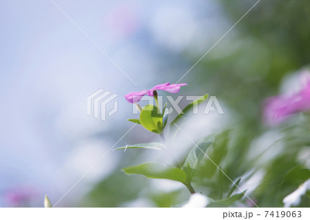 ニチニチソウ 7419063