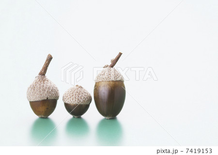 どんぐり 7419153