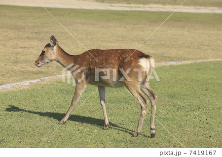 奈良のシカ 7419167