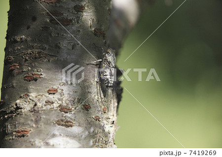 ツクツクボウシ ツクツクボウシ 7419269