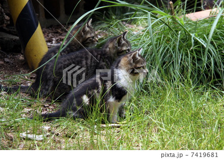 こねこの兄弟 こねこの兄弟 7419681