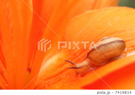 オレンジ色の百合とカタツムリ 7419814