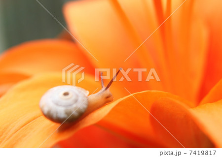 オレンジ色の百合とカタツムリ 7419817