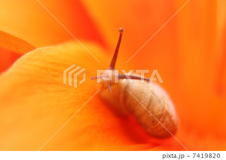 オレンジ色の百合とカタツムリ 7419820