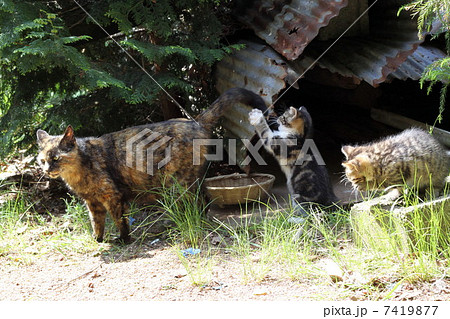 ノラ猫の母と子 ノラ猫の母と子 7419877