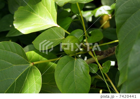 シナアブラギリの若い実 7420441