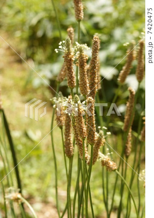 ヘラオオバコの花穂 7420475