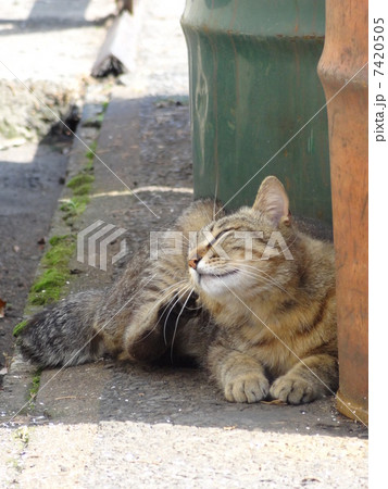 キジネコ1 キジネコ1 7420505