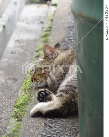 キジネコ3 キジネコ3 7420507