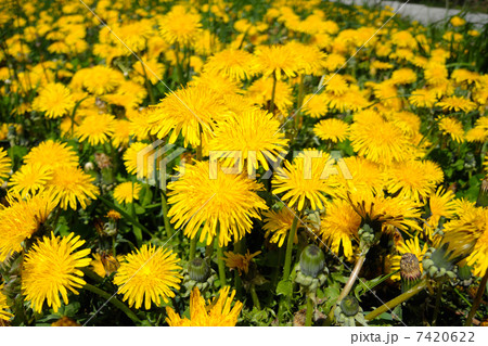 たんぽぽの花畑の写真素材 7420622 Pixta