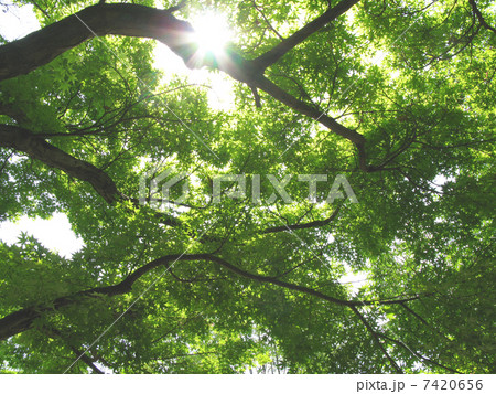 新緑 7420656