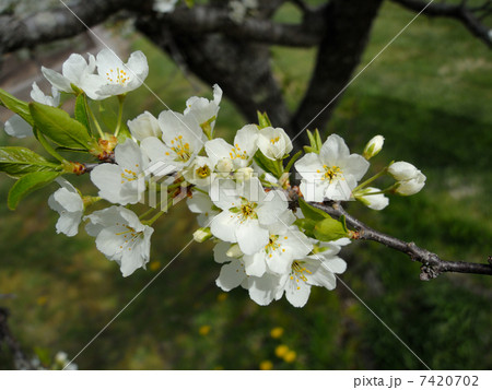 スモモの花 7420702