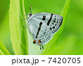 ミズイロオナガシジミ 7420705