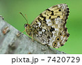 サトキマダラヒカゲ 7420729