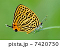 ウラナミアカシジミ 7420730