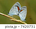 ツバメシジミ 7420731