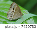 ヒメジャノメ 7420732
