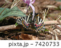 ギフチョウの雌雄 7420733