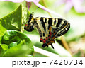ヒメギフチョウの産卵 7420734
