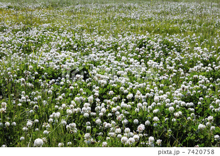 クローバーの白いじゅうたん 7420758