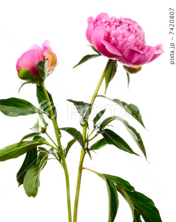Two pink peonies 7420807