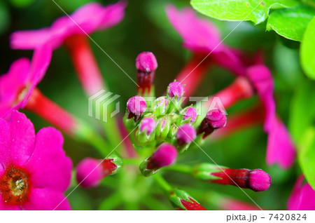 クリンソウ 花言葉 少年時代の希望 Japanese Primroseの写真素材 744