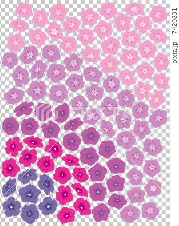 フロックス フロックス 7420831