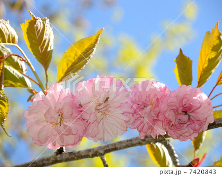 釧路八重 7420843