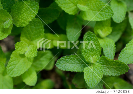 アップルミント アップルミント 7420858