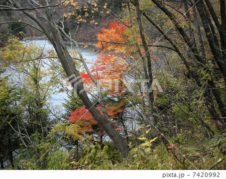 小さい秋 7420992