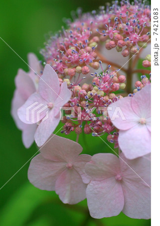 ピンクの額紫陽花 ピンクの額紫陽花 7421083