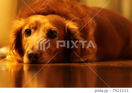 犬 犬 7421221