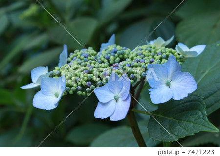 紫陽花 紫陽花 7421223