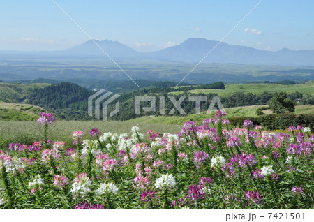 ヒゴダイ公園　熊本草原 7421501
