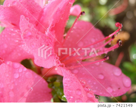 雨後の花々3 雨後の花々3 7421549