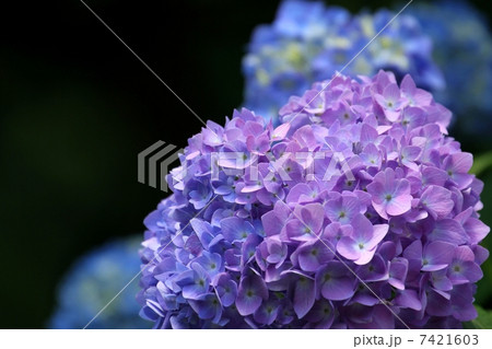 紫陽花 紫陽花 7421603